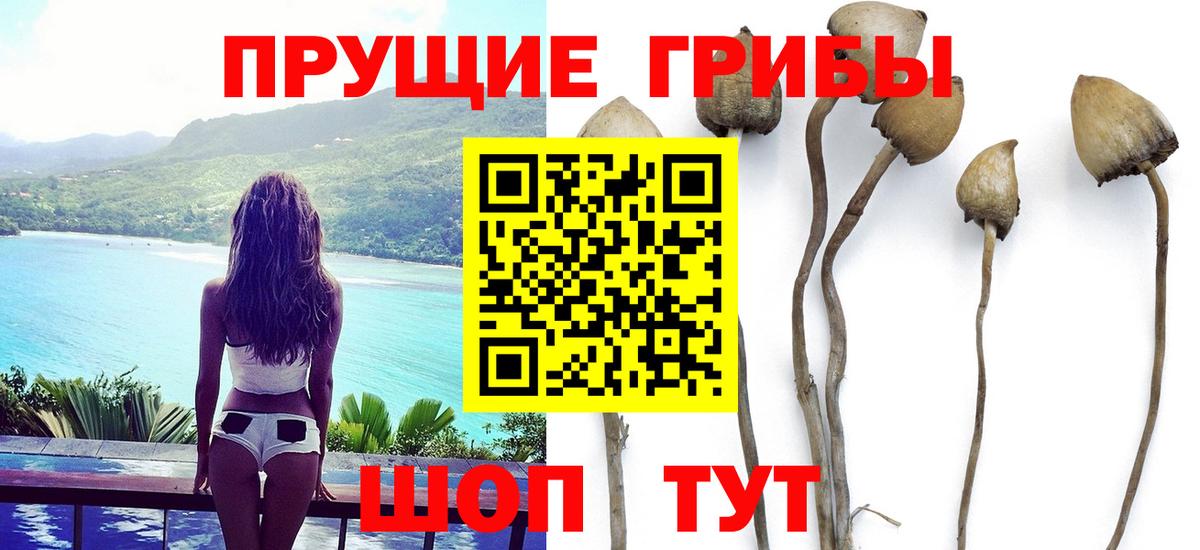 Псилоцибиновые грибы GOLDEN TEACHER  Томск  Псилоцибиновые грибы мухоморы 